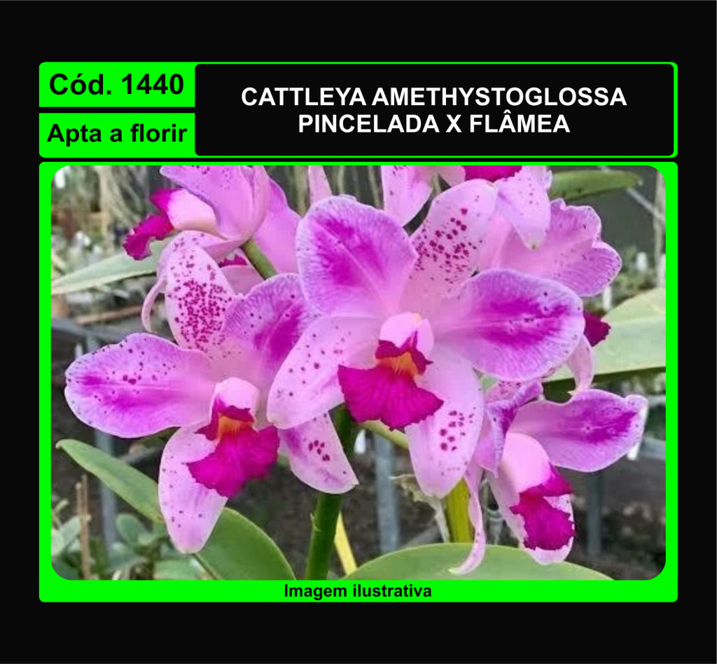 CATTLEYA AMETHYSTOGLOSSA PINCELADA X FLAMEA 1440