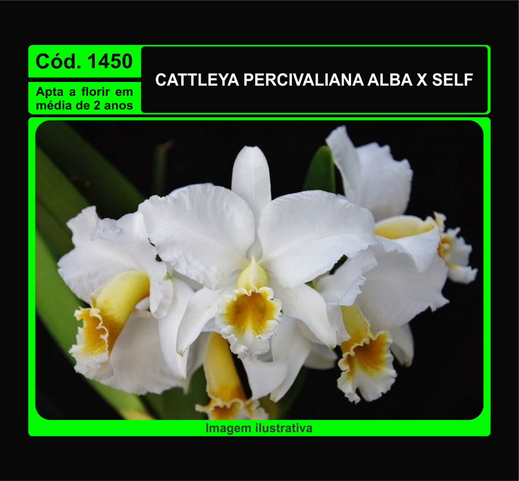 CATTLEYA PERCIVALIANA ALBA X SELF MUDA 1450