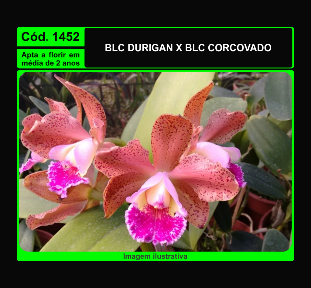 BLC DURIGAN X BLC CORCOVADO MUDA 1452