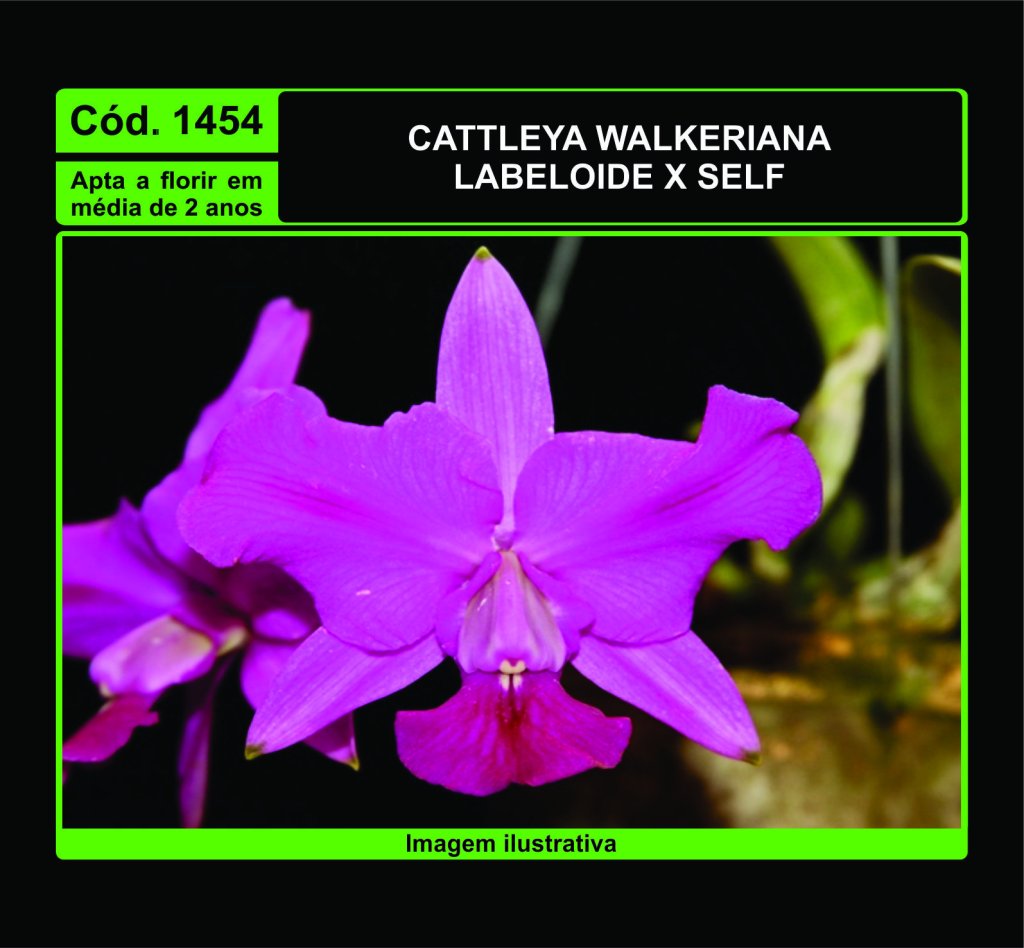 CATTLEYA WALKERIANA LABELOIDE X SELF MUDA 1454