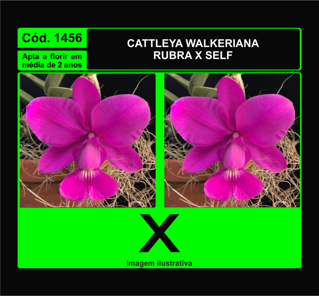 CATTLEYA WALKERIANA RUBRA X SELF MUDA 1456
