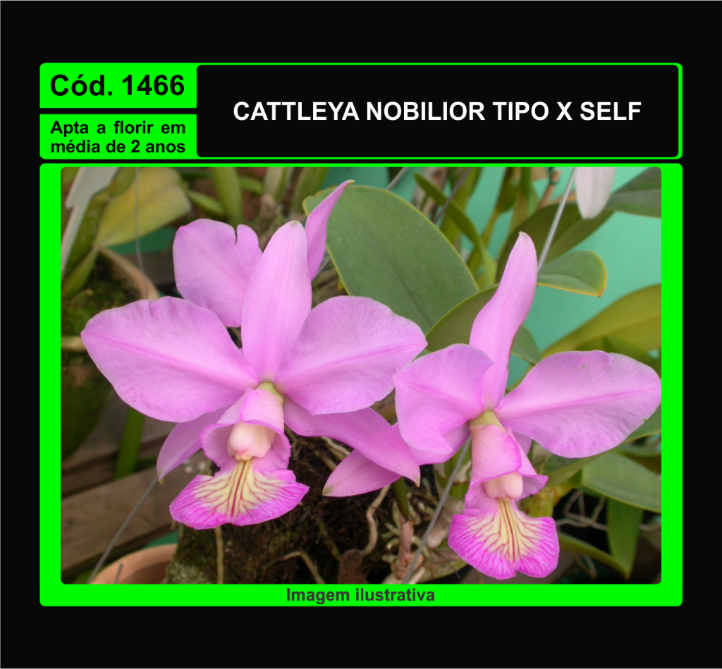 CATTLEYA NOBILIOR TP X SELF MUDA 1466