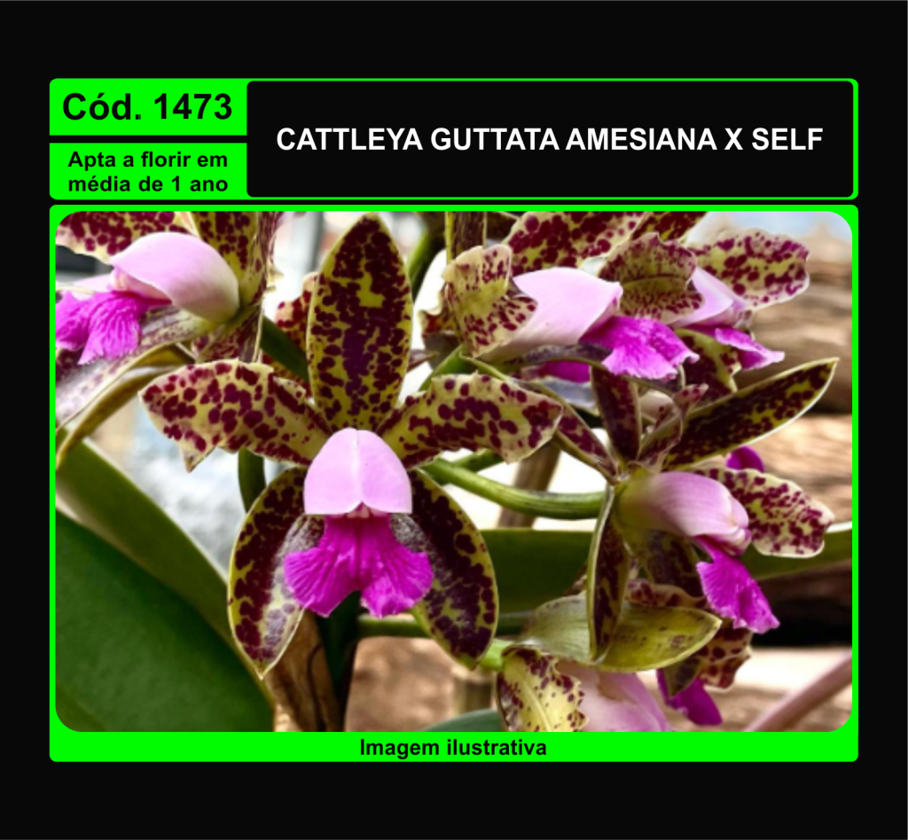 CATTLEYA GUTTATA AMESIANA X SELF PRÉ ADULTA 1473