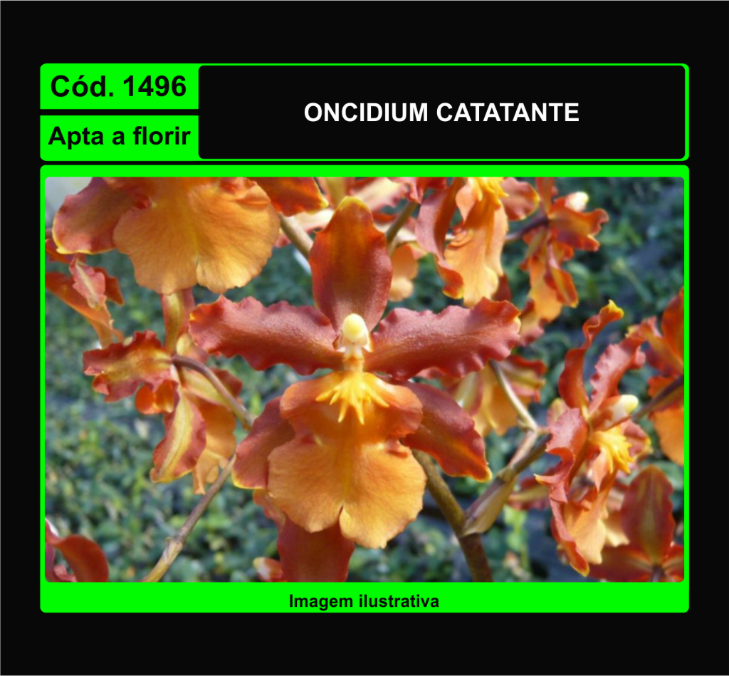 ONCIDIUM CATATANTE 1496