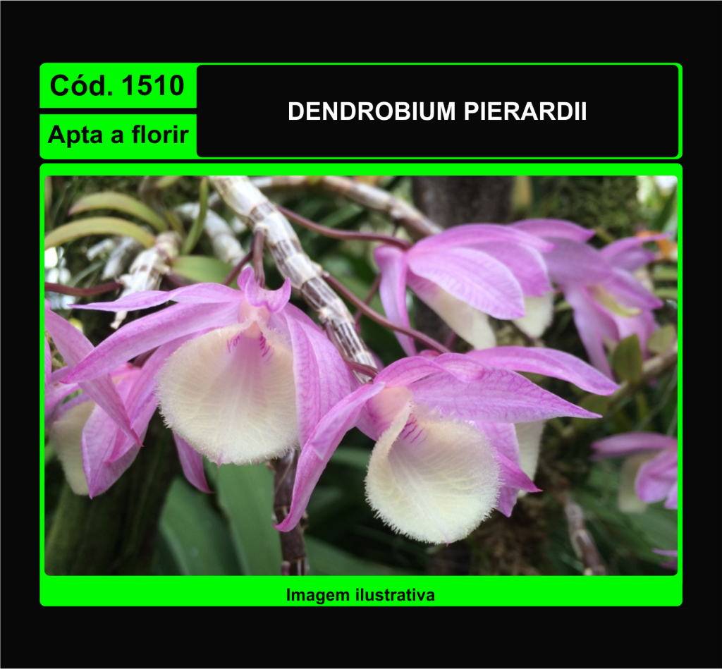 DENDROBIUM PIERARDII 1510