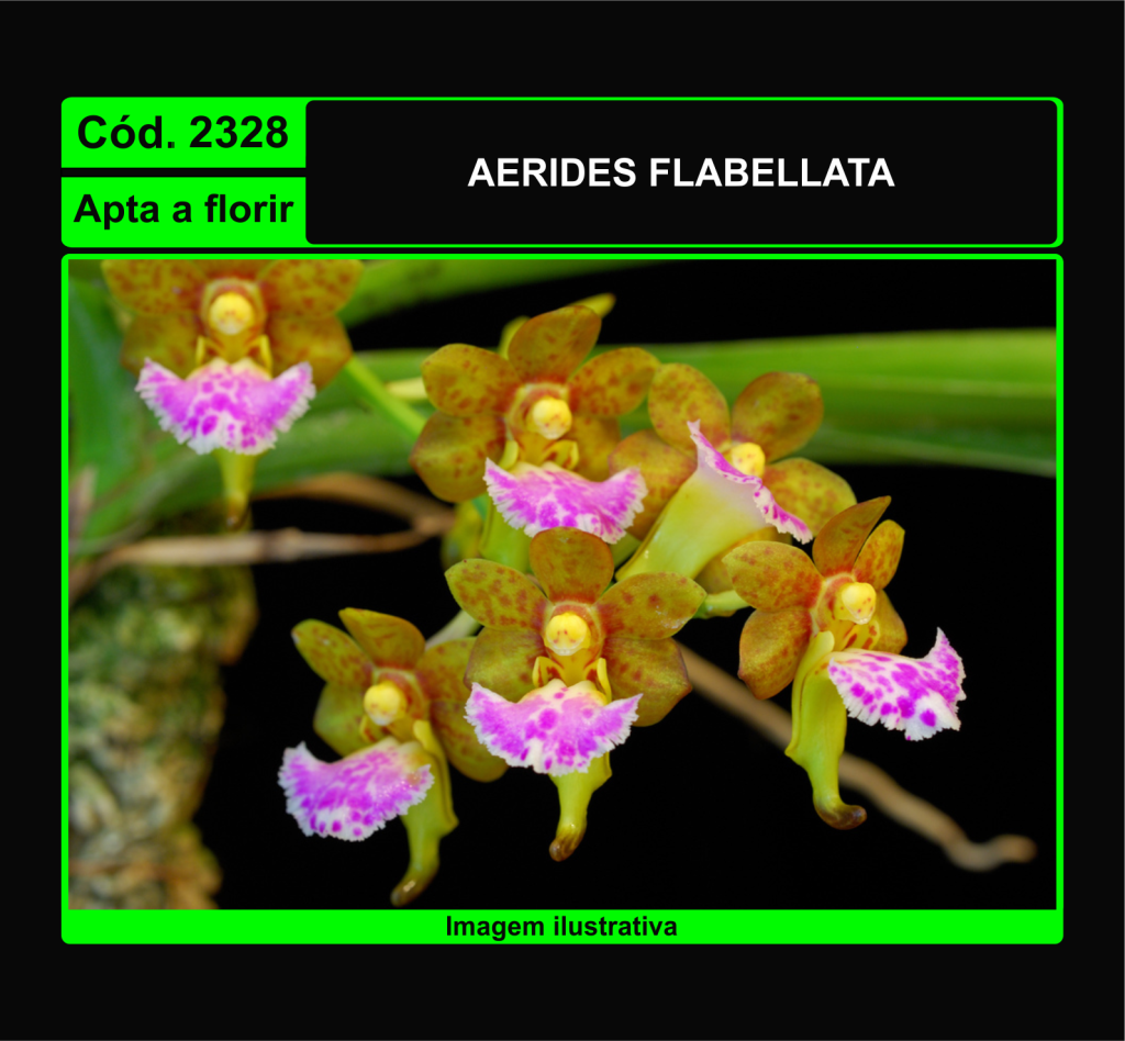 AERIDES FLABELLATA 2328