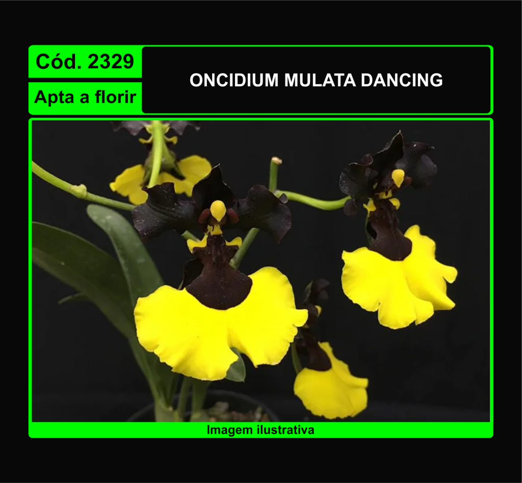 ONCIDIUM MULATA DANCING 2329