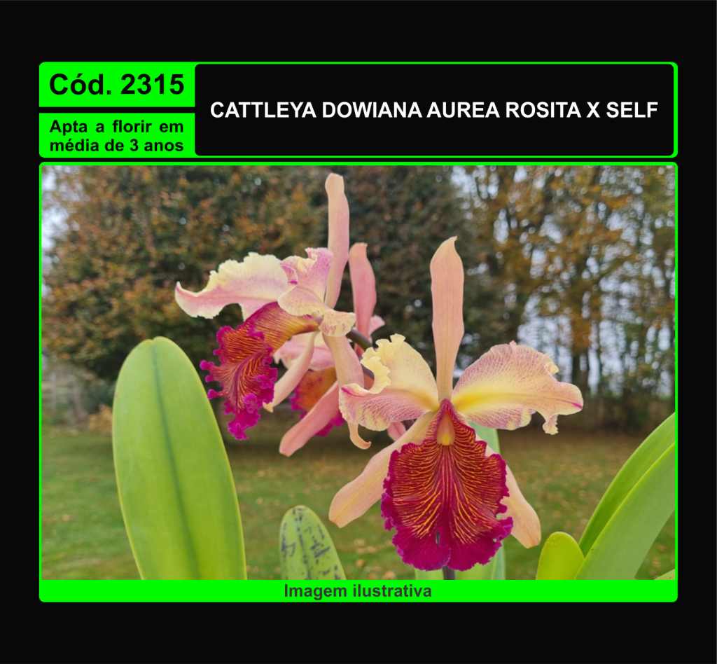 CATTLEYA DOWIANA AUREA ROSITA X SELF MUDA 2315