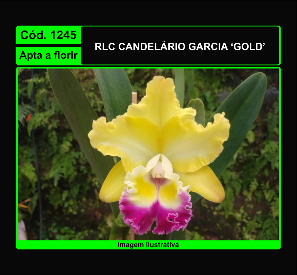 RLC CANDELARIO GARCIA GOLD 1245