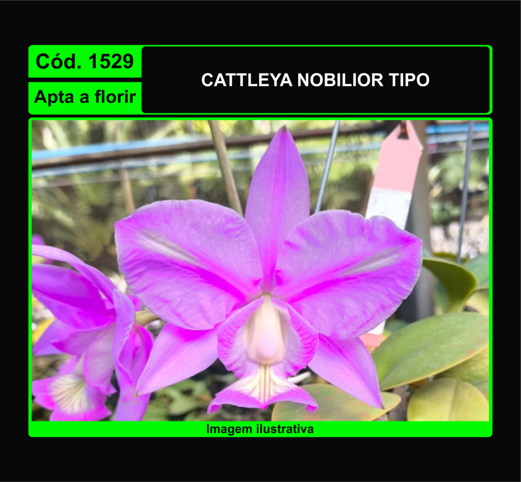 CATTLEYA NOBILIOR TP X SELF 1529