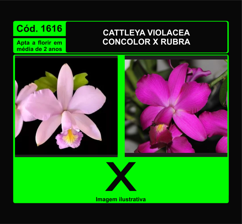 CATTLEYA VIOLACEA CONCOLOR X RUBRA MUDA 1616