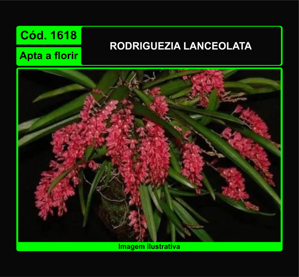 RODRIGUEZIA LANCEOLATA 1618