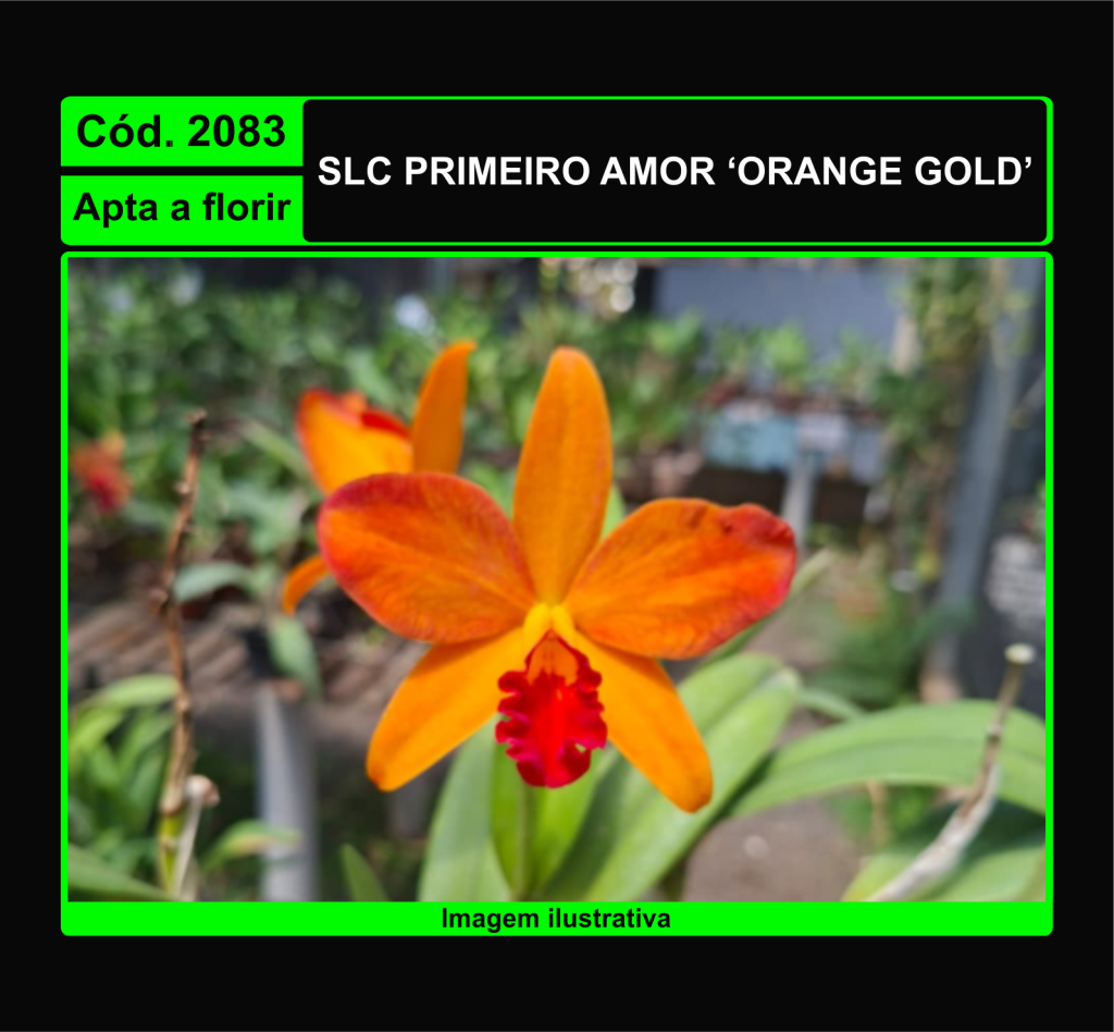 SLC PRIMEIRO AMOR ORANGE GOLD 2083