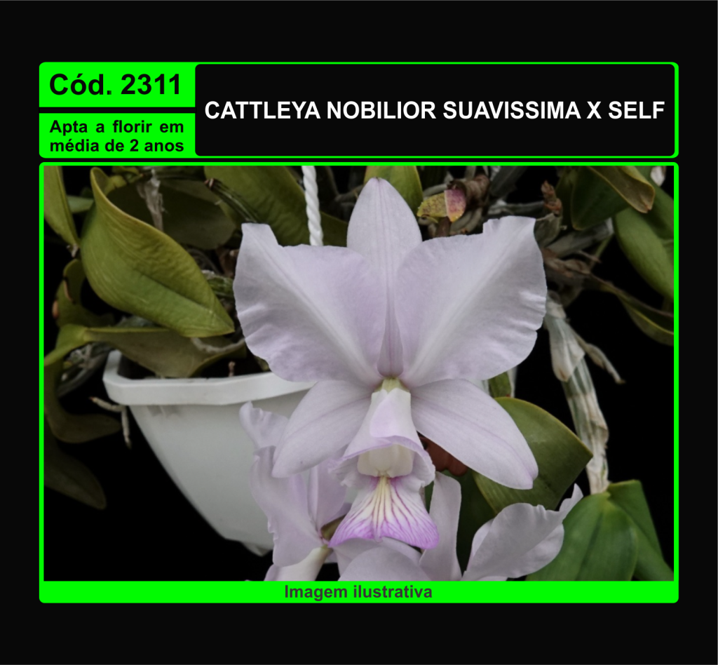 CATTLEYA NOBILIOR SUAVISSIMA X SELF MUDA 2311
