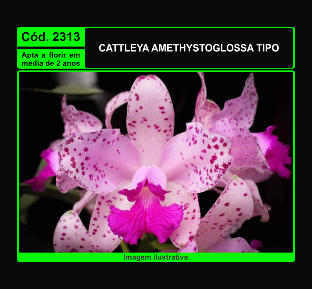 CATTLEYA AMETHYSTOGLOSSA TP MUDA 2313
