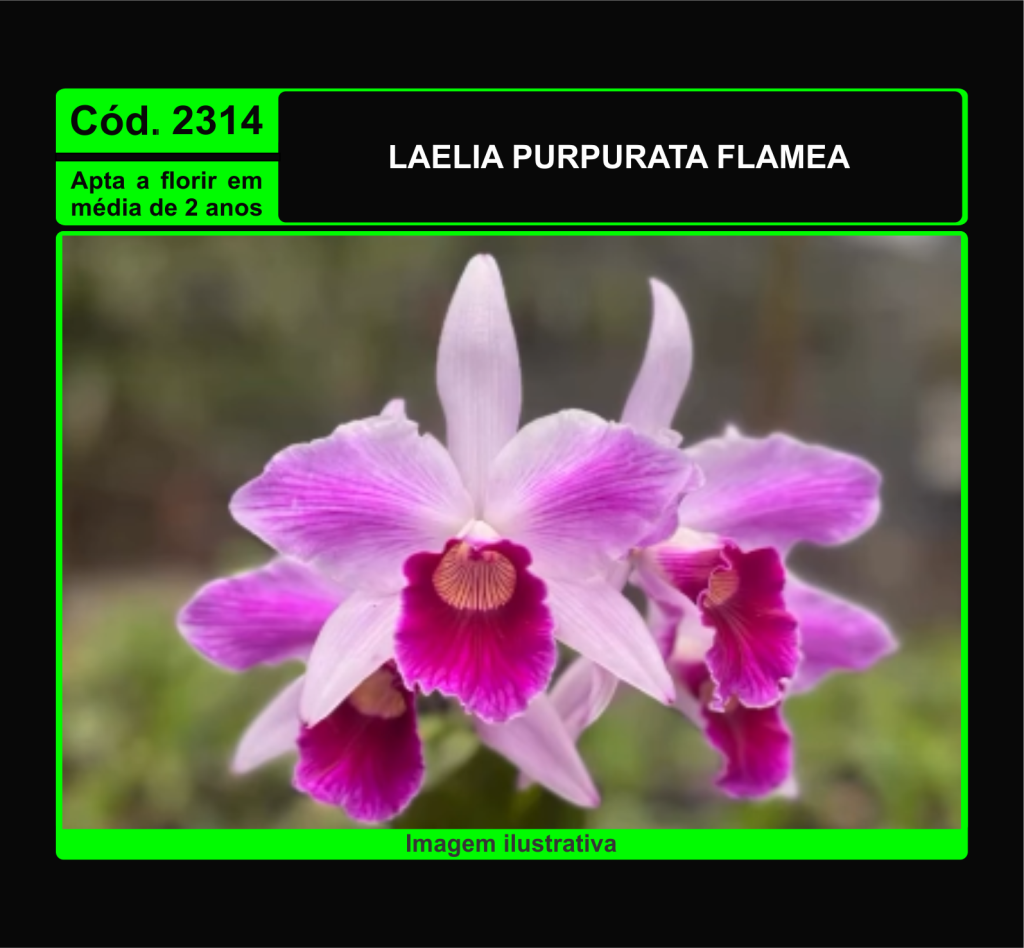 LAELIA PURPURATA FLAMEA MUDA 2314