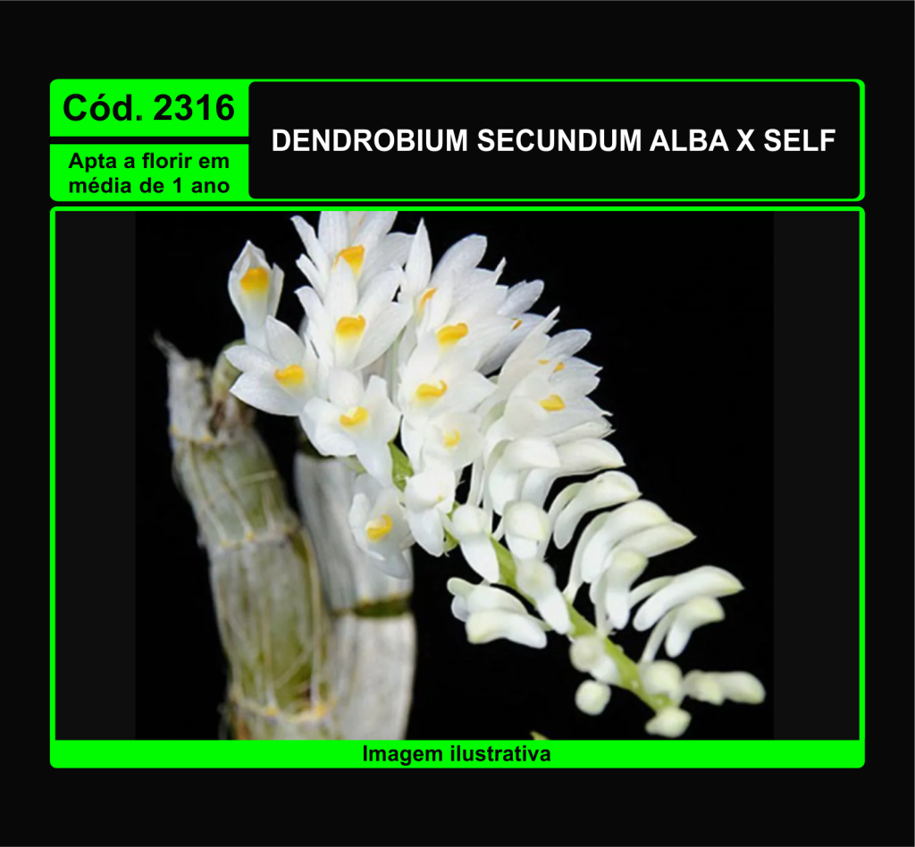 DENDROBIUM SECUNDUM ALBA X SELF PRÉ ADULTA 2316