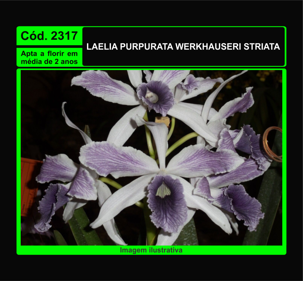 LAELIA PURPURATA WERKHAUSERI STRIATA MUDA 2317
