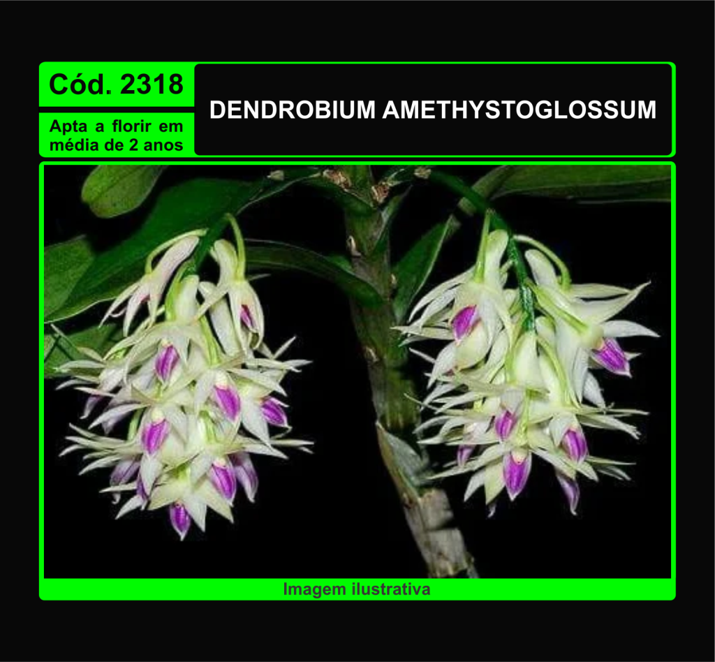 DENDROBIUM AMETHYSTOGLOSSUM MUDA 2318