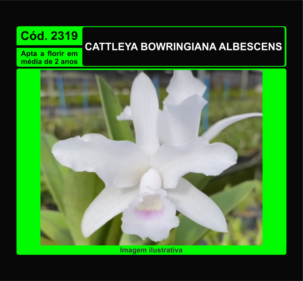 CATTLEYA BOWRINGIANA ALBESCENS MUDA 2319