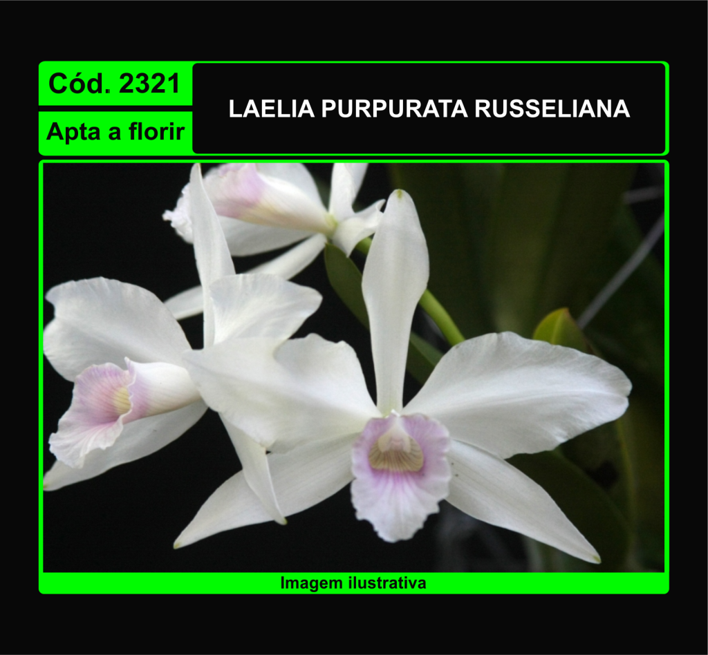 LAELIA PURPURATA RUSSELIANA 2321