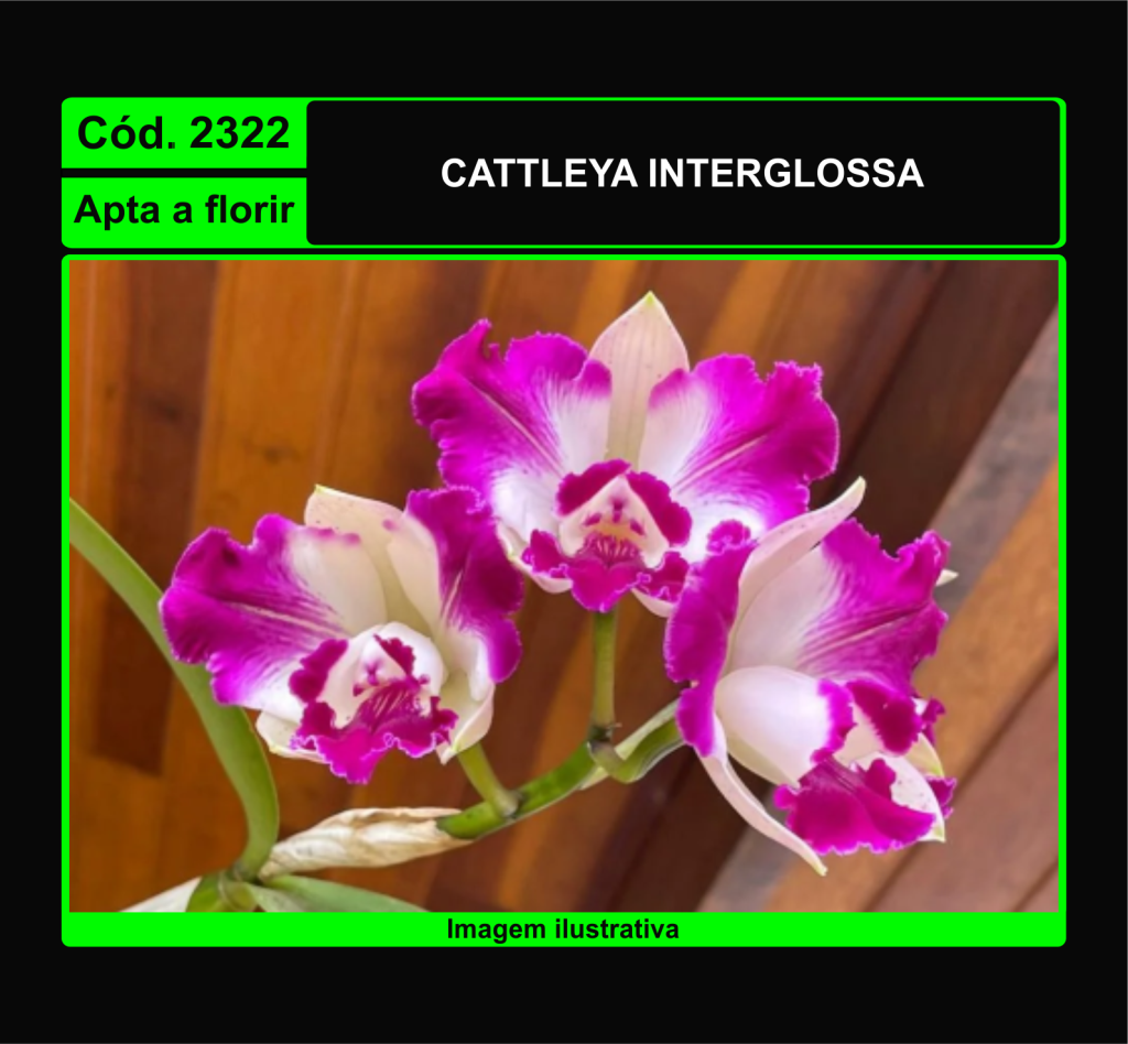 CATTLEYA INTERGLOSSA 2322
