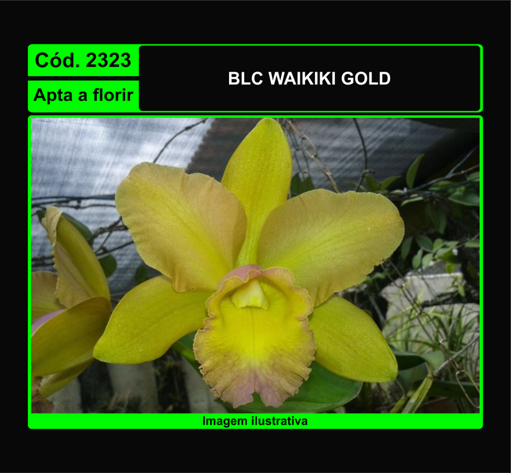 BLC WAIKIKI GOLD 2323