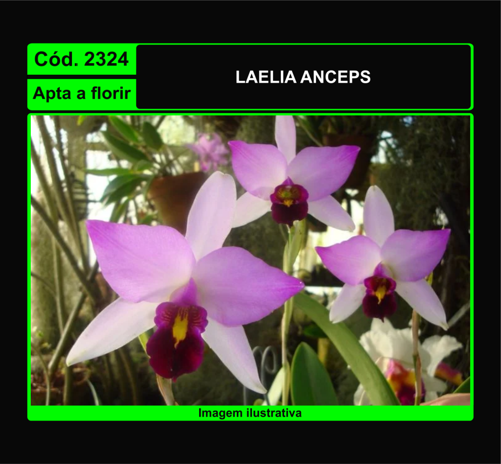 LAELIA ANCEPS 2324