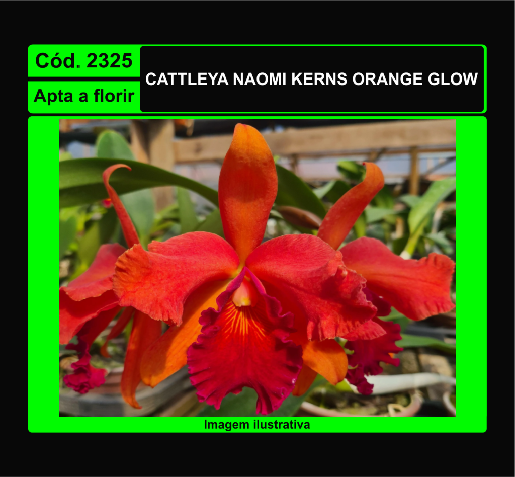 CATTLEYA NAOMI KERNS ORANGE GLOW 2325