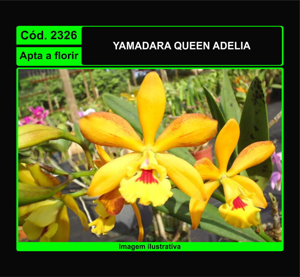 YAMADARA QUEEN ADELIA 2326