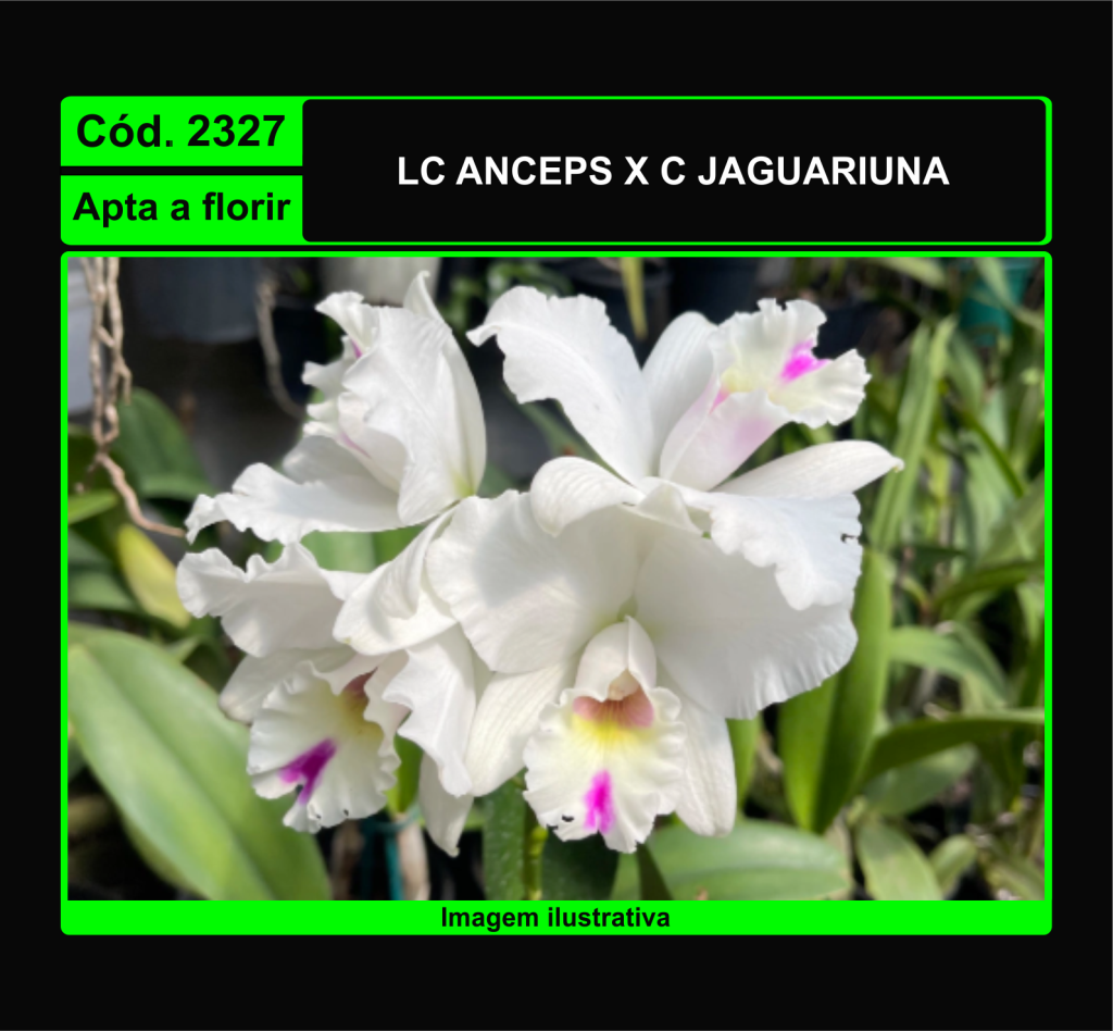 LC ANCEPS X C JAGUARIUNA 2327