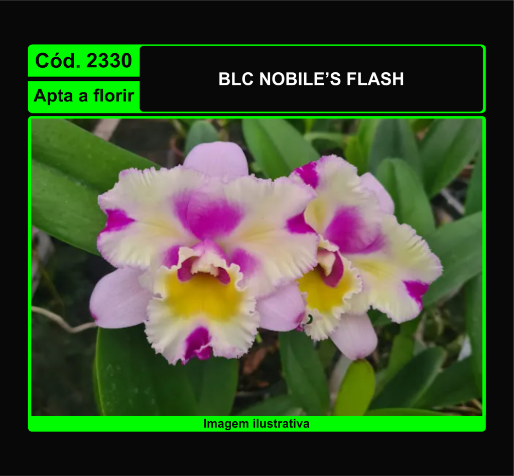 BLC NOBILES FLASH 2330