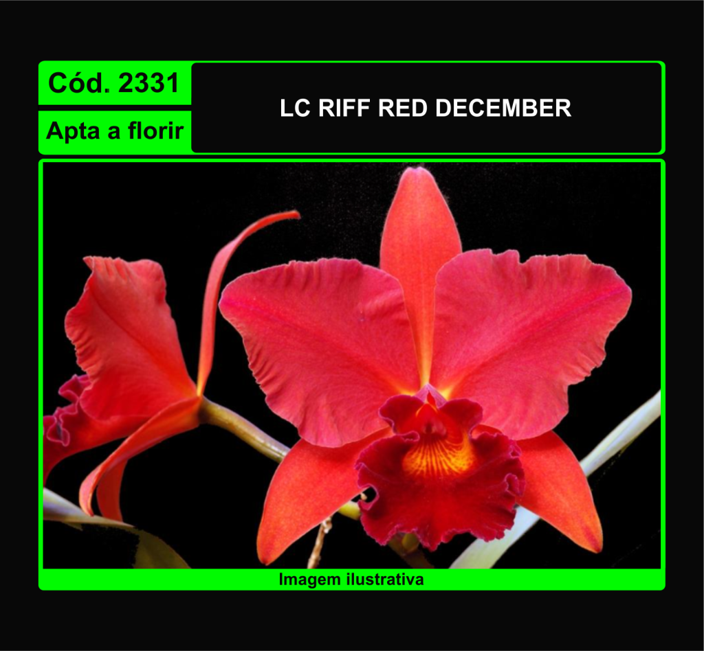 LC RIFF RED DECEMBER 2331