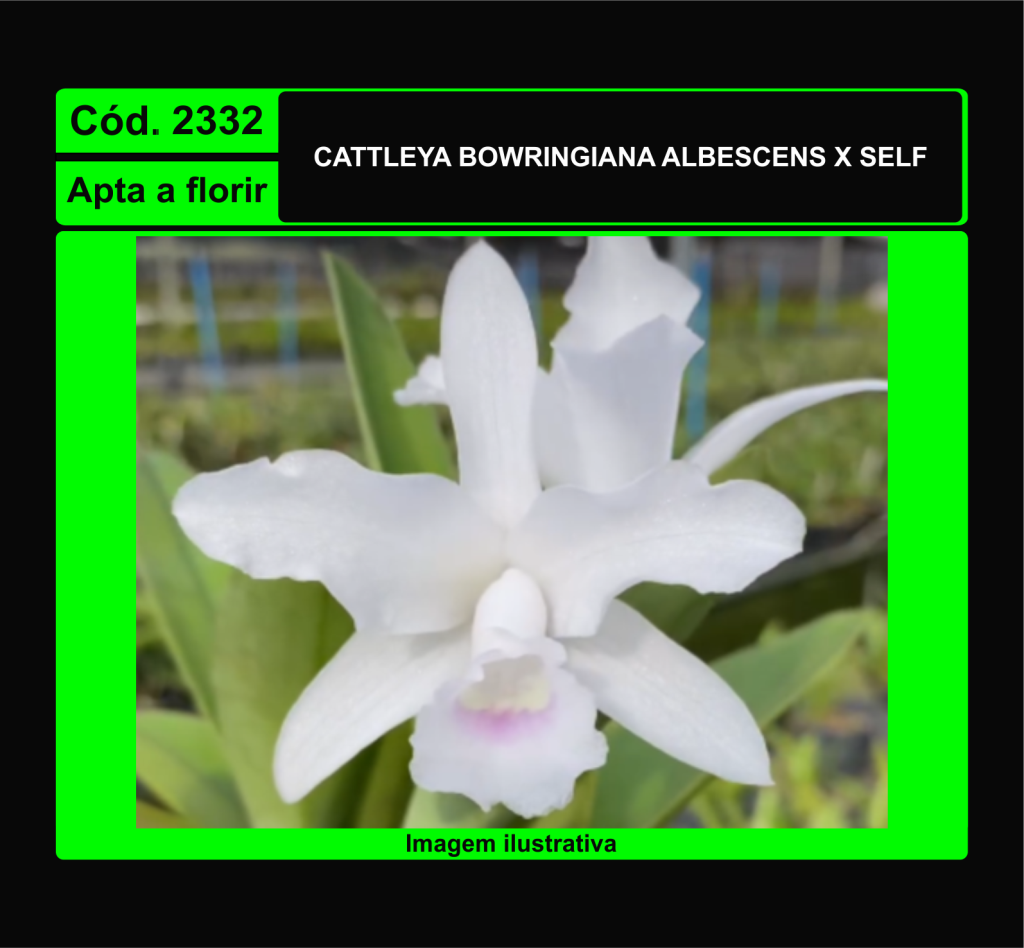 CATTLEYA BOWRINGIANA ALBESCENS X SELF 2332