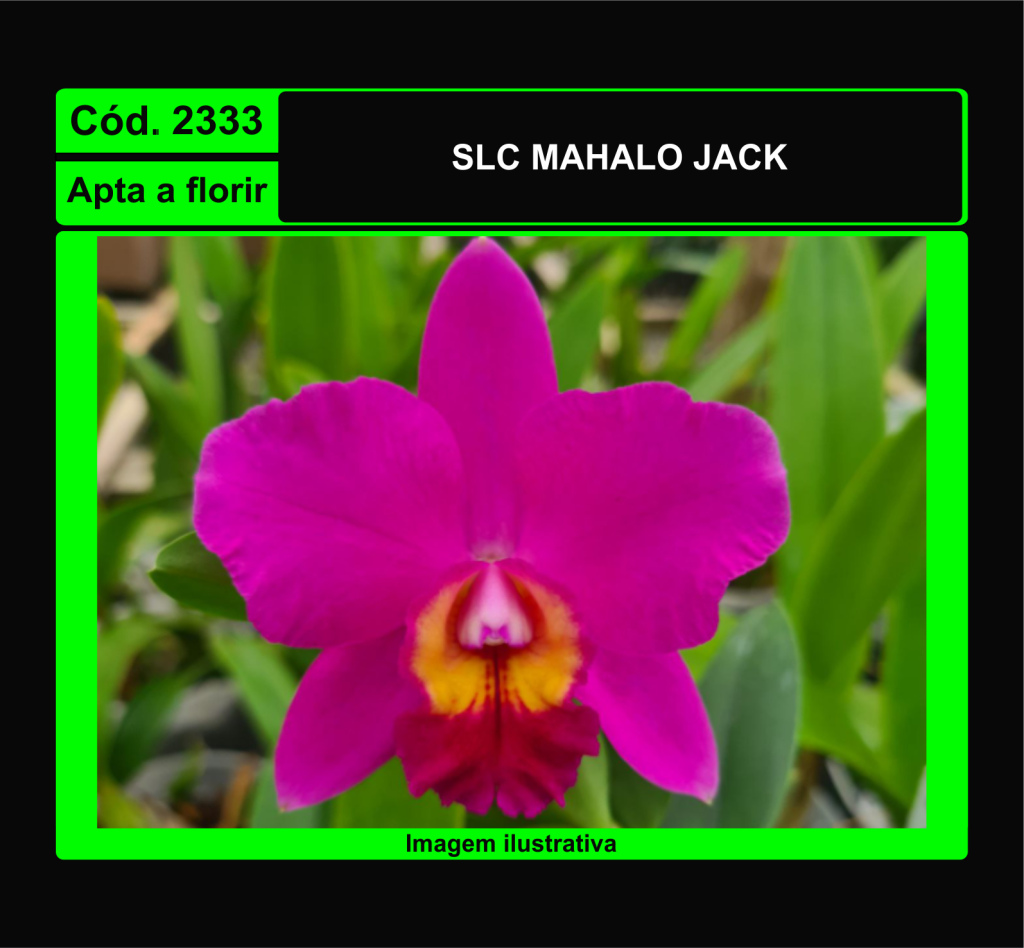 SLC MAHALO JACK 2333