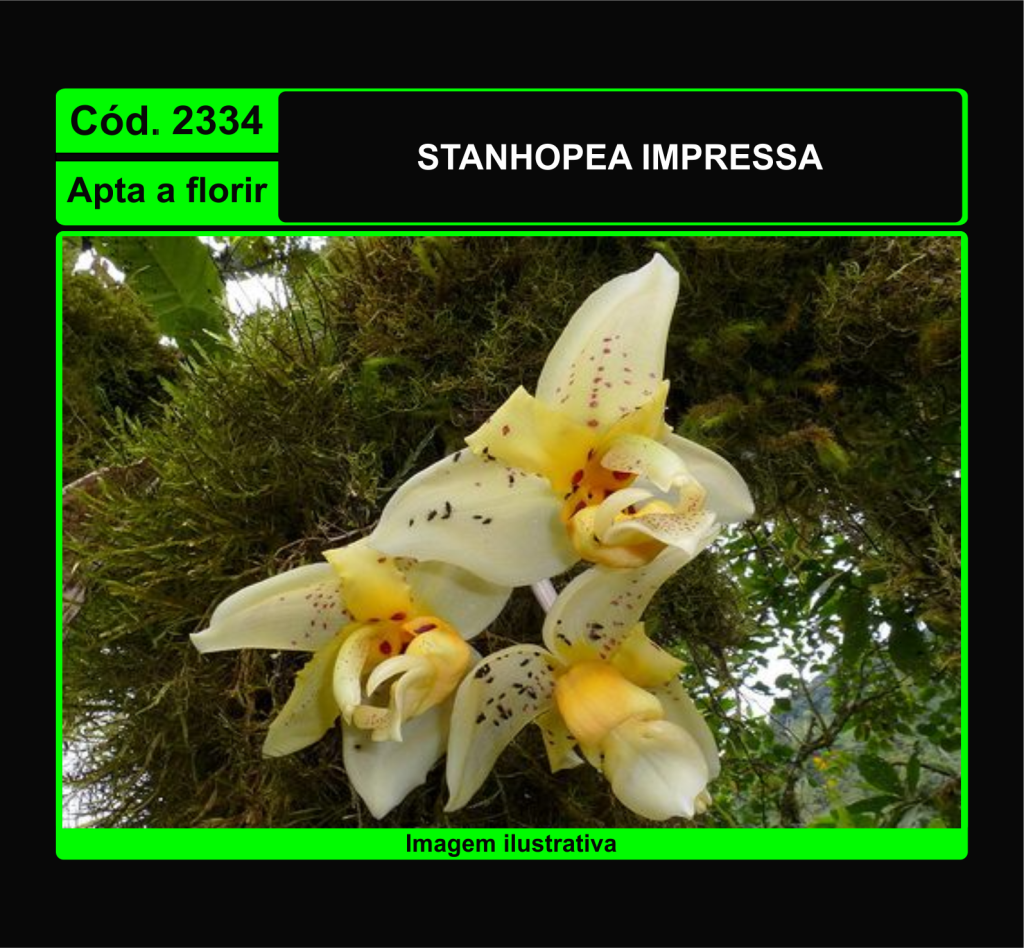 STANHOPEA IMPRESSA 2334