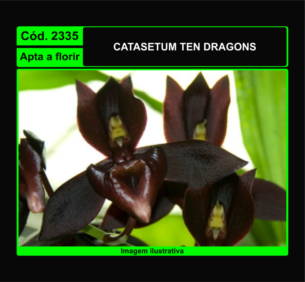 CTSM TEN DRAGONS 2335