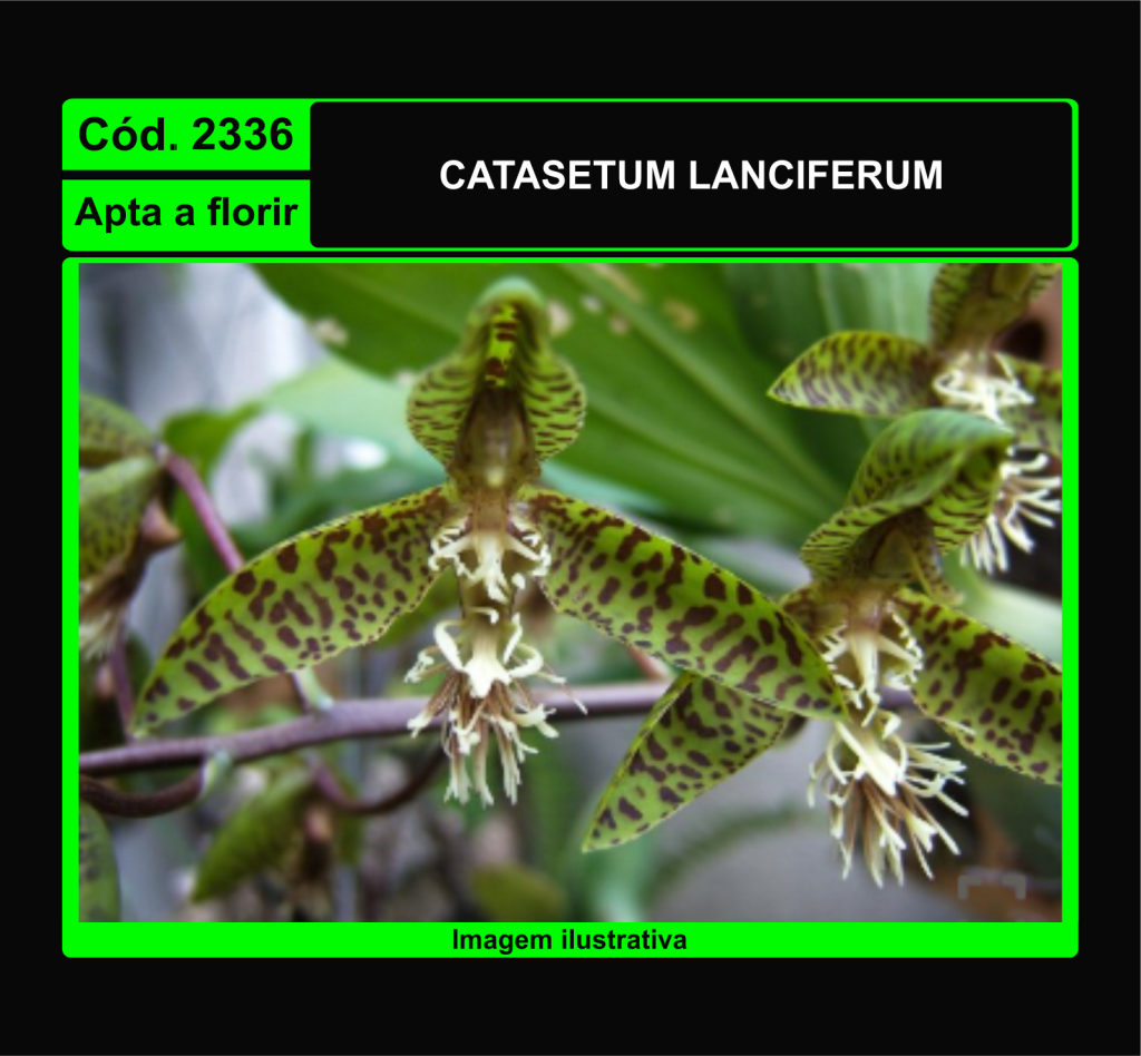 CTSM LANCIFERUM 2336