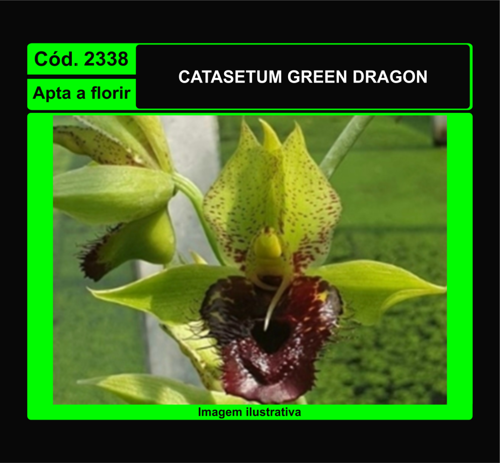 CTSM GREEN DRAGON 2338