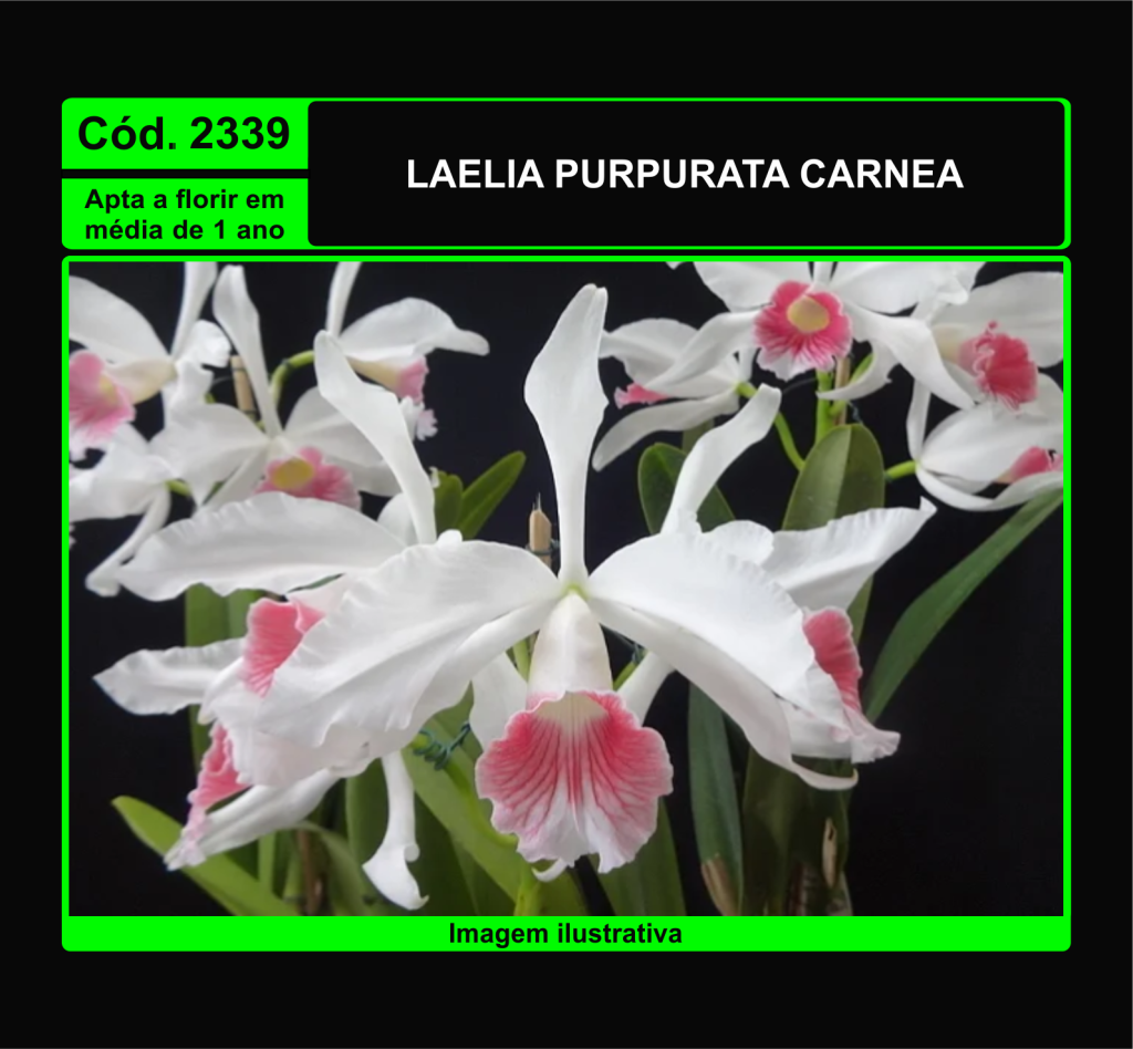 LAELIA PURPURATA CARNEA PRÉ ADULTA 2339