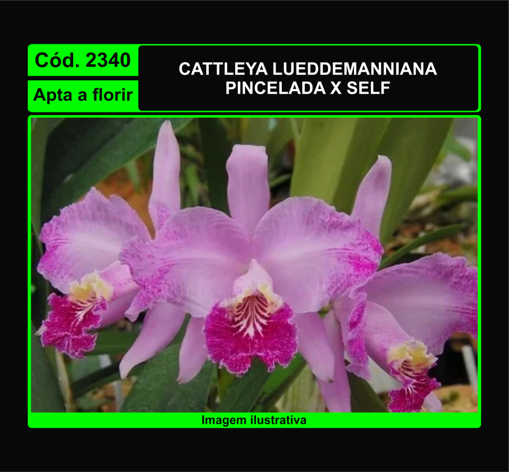 CATTLEYA LUEDDEMANNIANA PINCELADA X SELF 2340