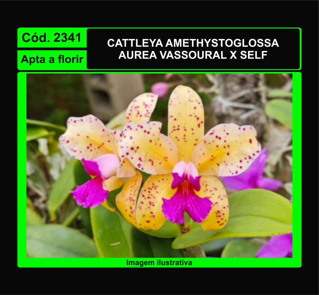 CATTLEYA AMETHYSTOGLOSSA AUREA VASSOURAL X SELF 2341