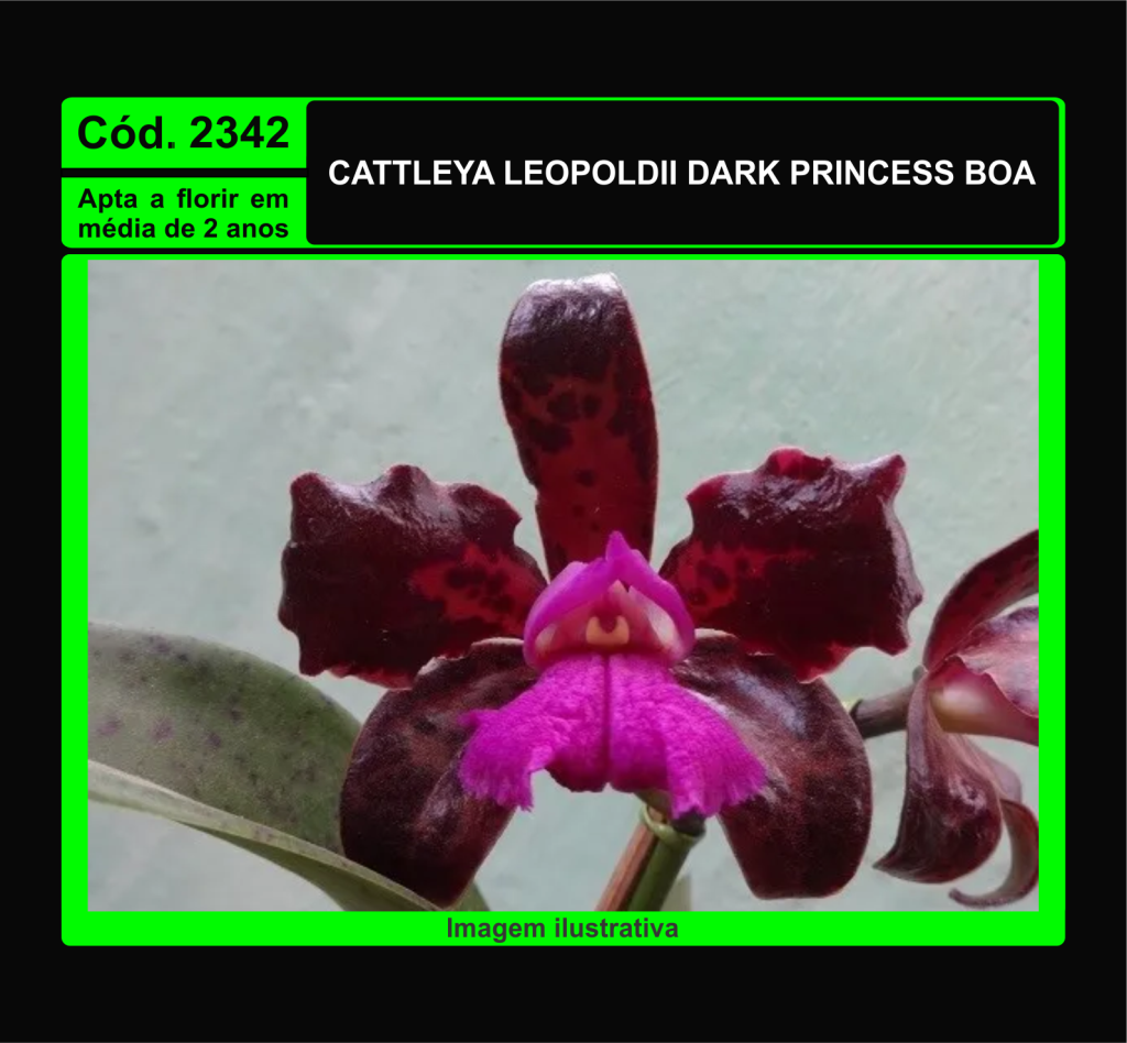 CATTLEYA LEOPOLDII DARK PRINCESS BOA MUDA TC 2342