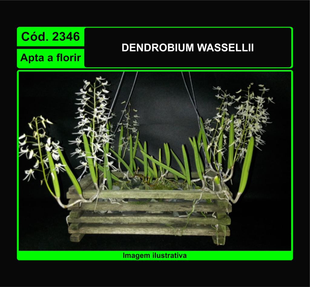 DENDROBIUM WASSELLII 2346