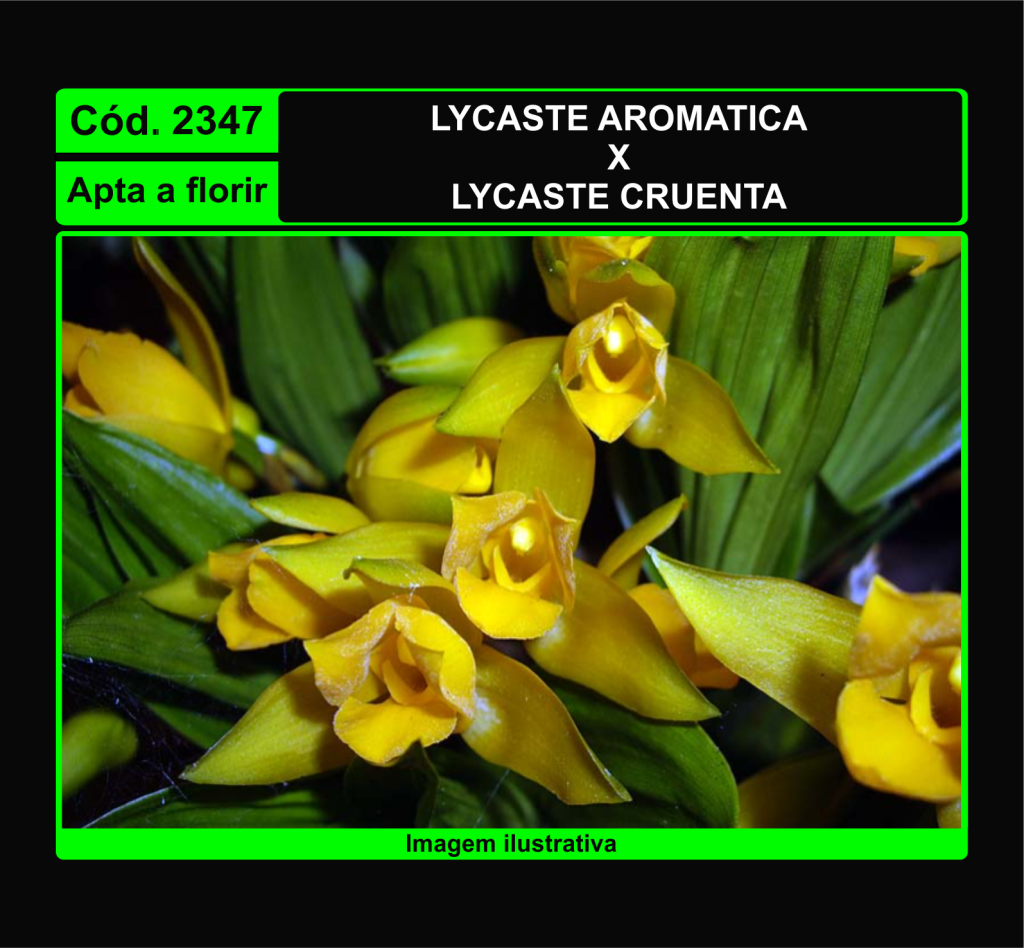 LYCASTE AROMATICA X LYCASTE CRUENTA 2347