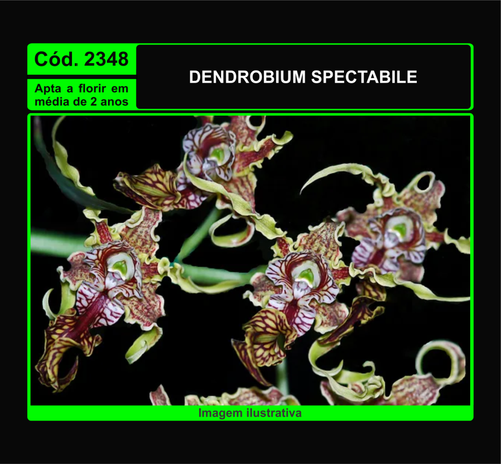 DENDROBIUM SPECTABILE MUDA 2348