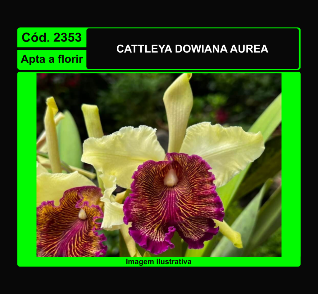 CATTLEYA DOWIANA AUREA 2353