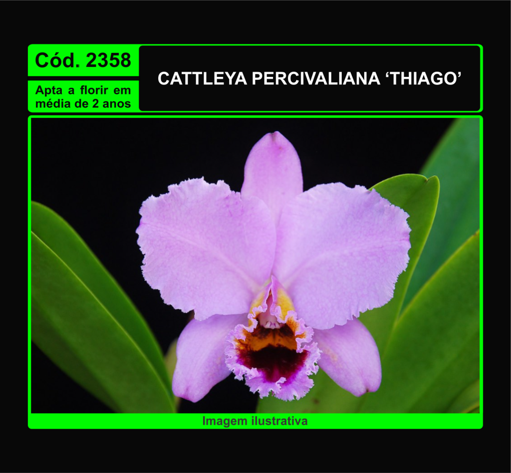 CATTLEYA PERCIVALIANA THIAGO MUDA 2358