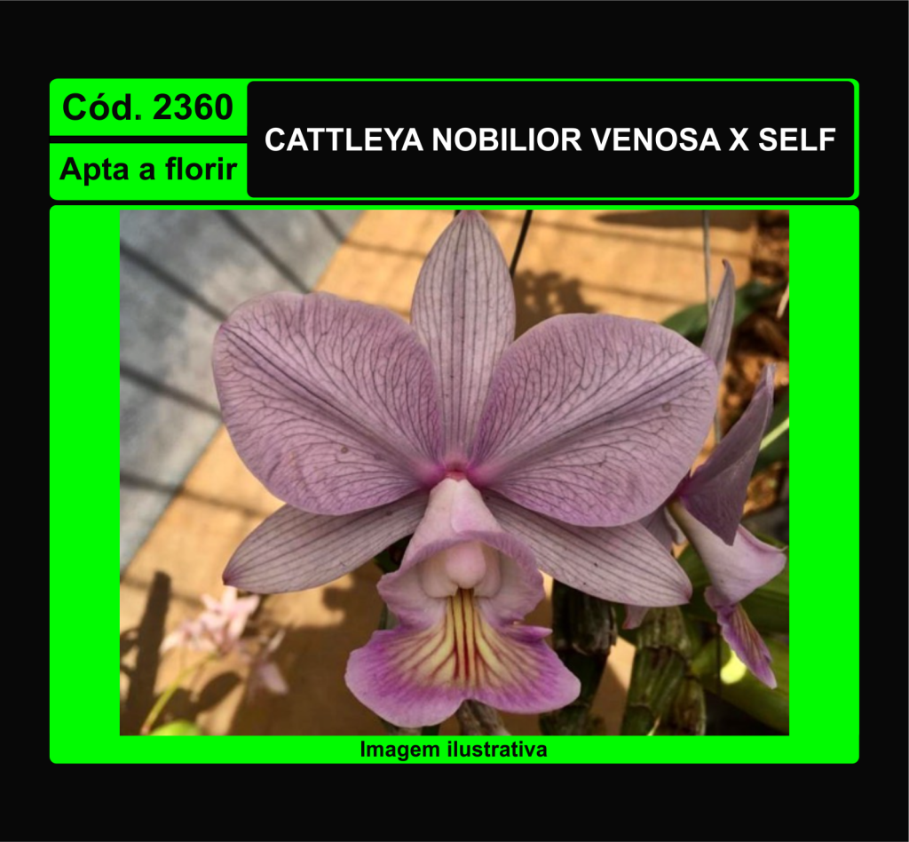 CATTLEYA NOBILIOR VENOSA X SELF 2360