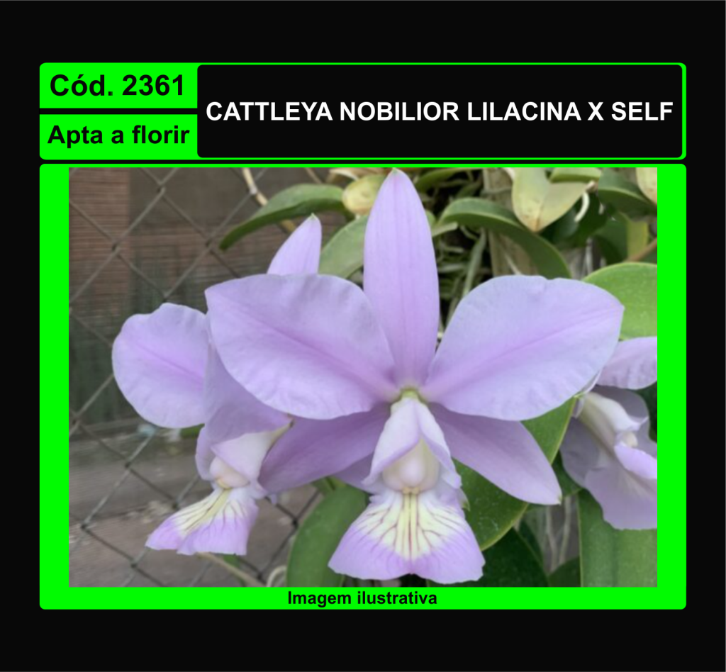 CATTLEYA NOBILIOR LILACINA X SELF 2361